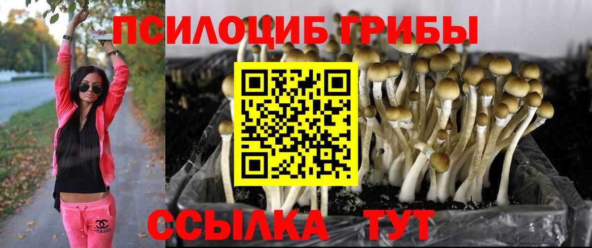 Галлюциногенные грибы MAGIC MUSHROOMS  Вход с VPN  Торжок 